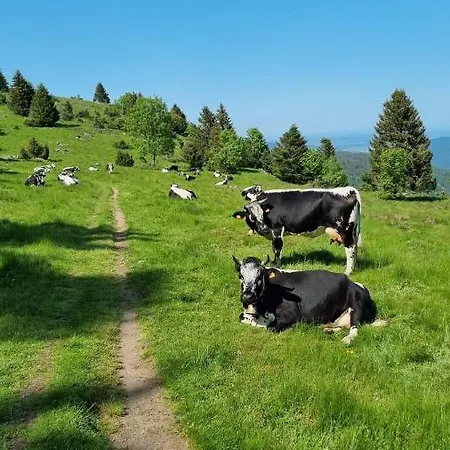Nid 2 Cigognes Hébergement de vacances Zimmerbach